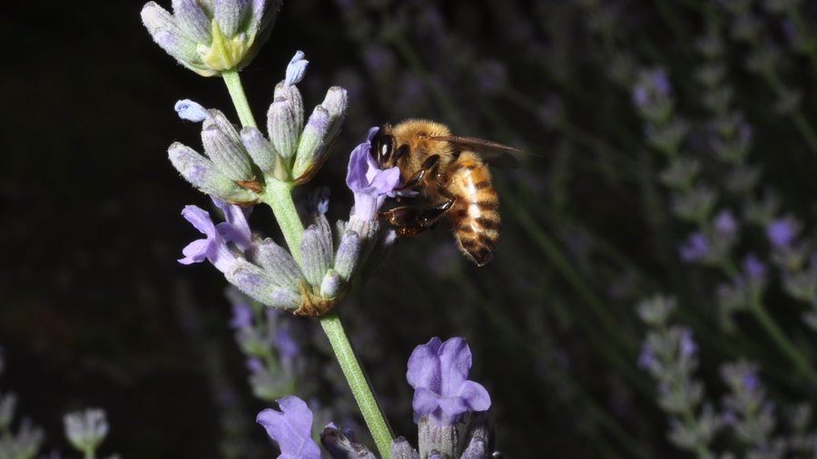 Honigbiene sitzt auf einer Blüte vor einem dunklen Hintergrund