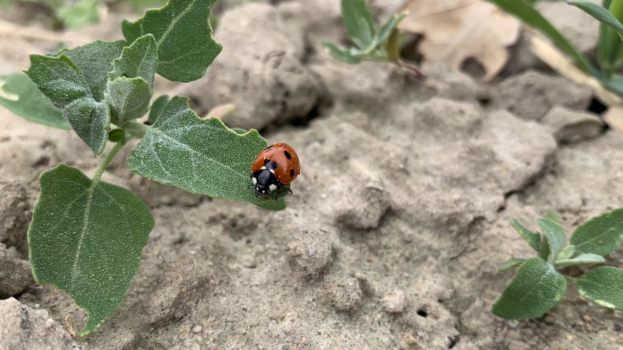 Ladybird sits on arable weed