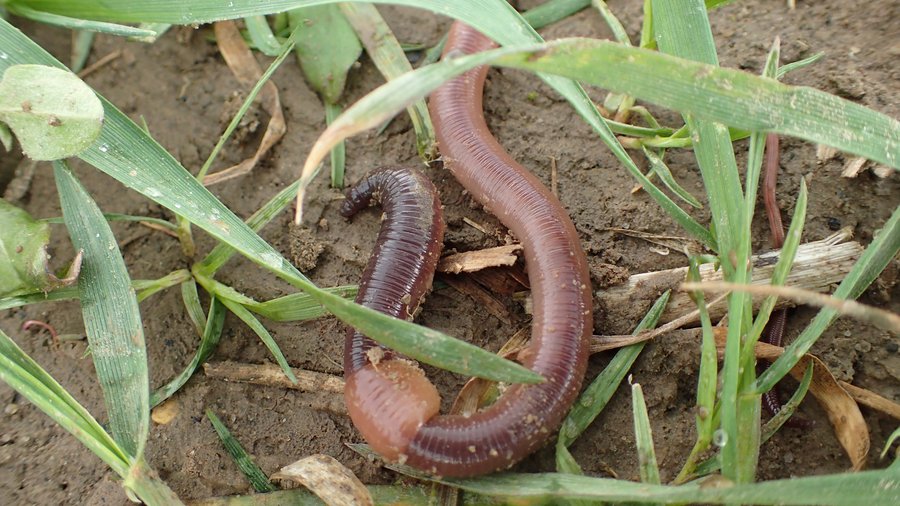 Der Tauwurm, Lumbricus terrestris auf Morgenspaziergang in taufeuchtem Weizen