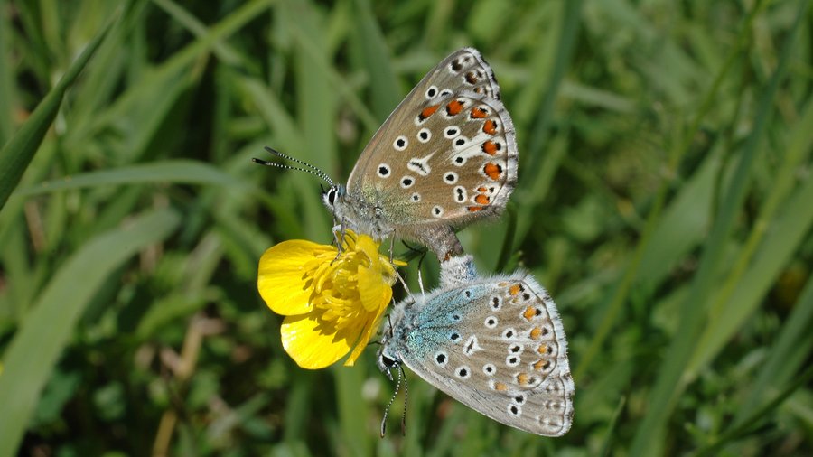 Foto zweier Hauhechel-Bläuling Schmetterlinge, die auf einer Blüte im Grünland sitzen.
