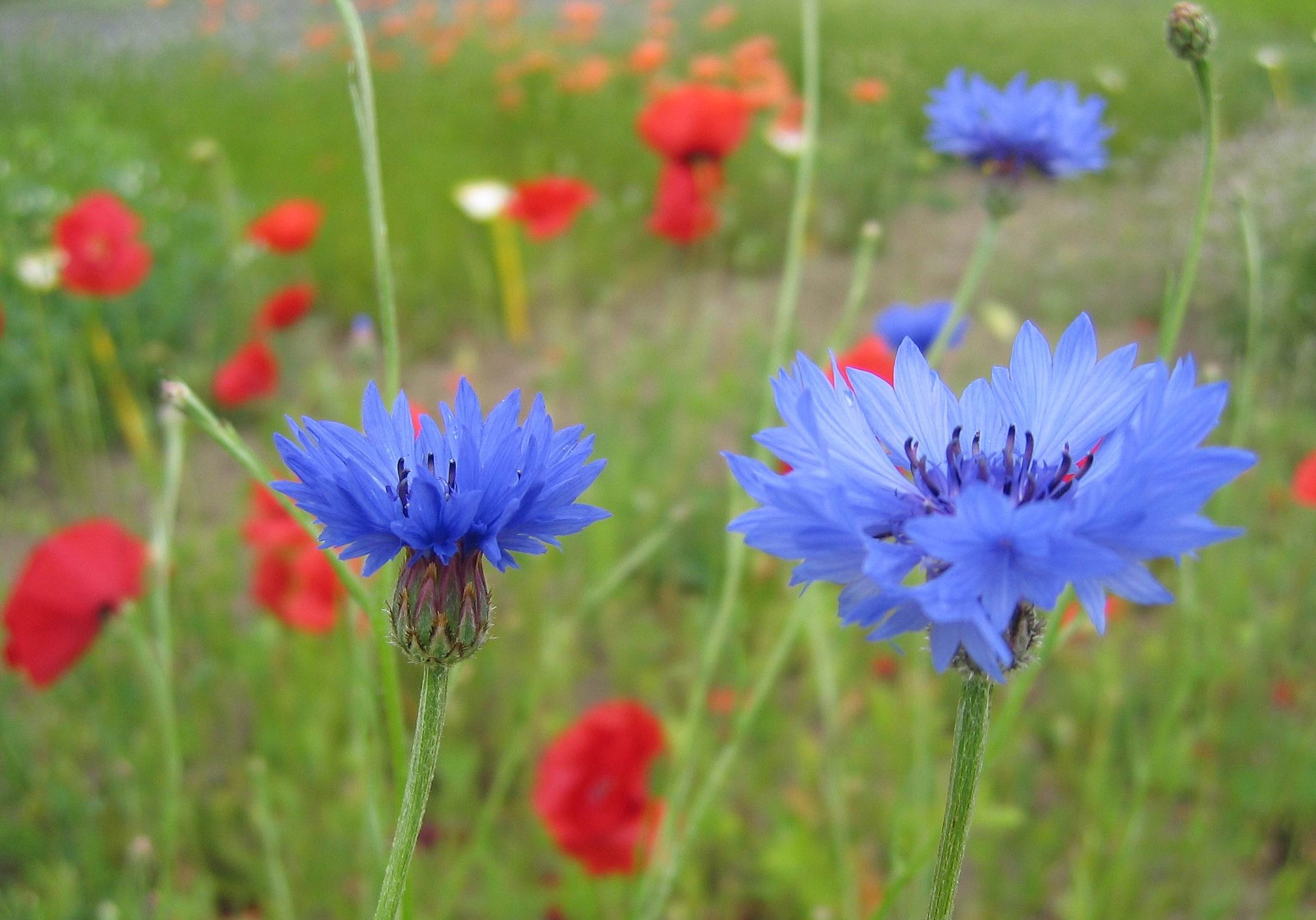 Grüne Wiese mit Mohn und Kornblumen als Unkräuter