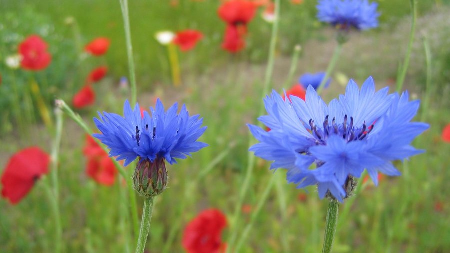 Grüne Wiese mit Mohn und Kornblumen als Unkräuter