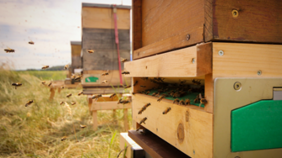 View from the side on a bee hive with flyig beesBienen