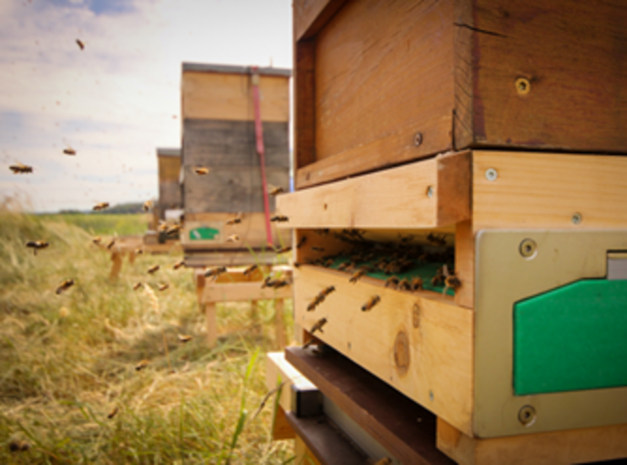 Seitlicher Blick auf einen Bienenstock mit einfliegenden Bienen