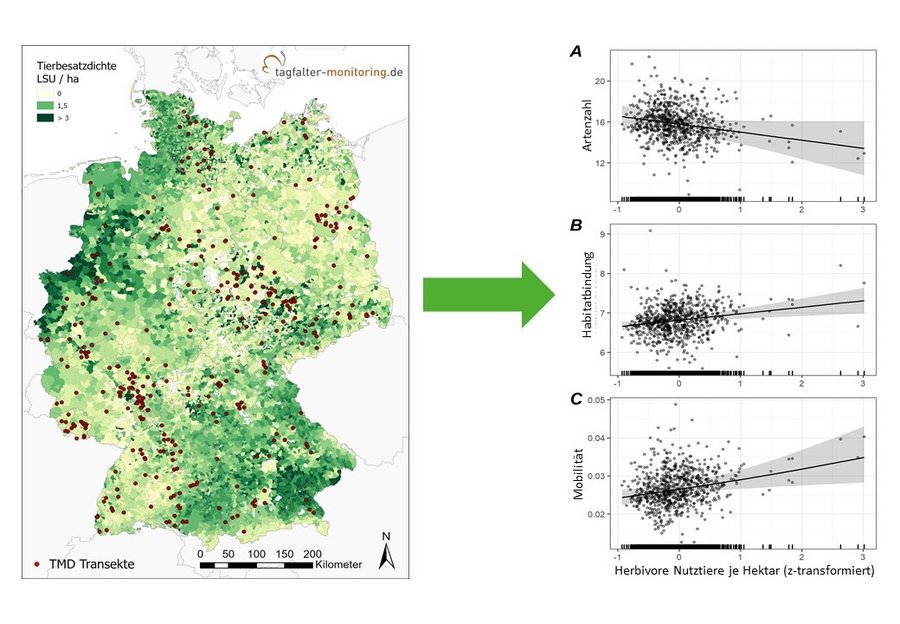 Am Beispiel der Tierbesatzdichte von herbivoren Nutztieren wurden im ersten Arbeitspaket Zusammenhänge mit der Artenzahl, der Habitatbindung sowie der Mobilität von Schmetterlingen untersucht. Signifikante Korrelationen konnten für alle drei Zielvariablen nachgewiesen werden.