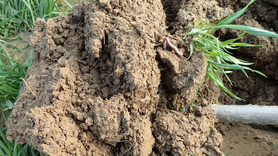 Ein Erdhaufen mit Gras bedeckt mit einem Regenwurm, der ans Licht gebracht wurde.