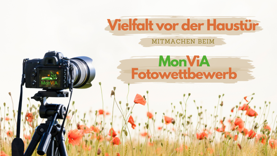 Blühwiese mit Mohnblüten vor weißem Hintergrund. Eine Kamera auf einem Stativ zeigt auf den Text: "Vielfalt vor der Haustüre. Mitmachen beim MonViA Fotowettbewerb!" 
