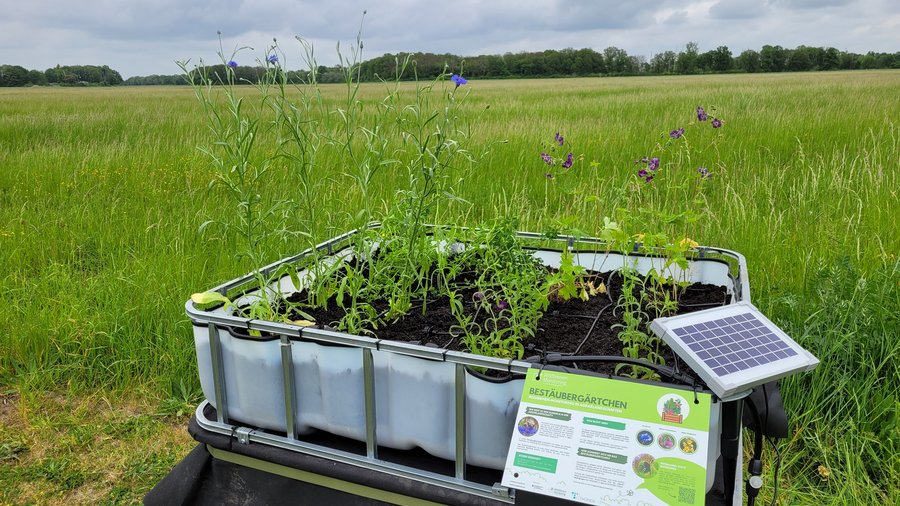 "Bestäubergärtchen" am Rande einer Weide mit Solarpanel zur automatisierten Bewässerung. Das Bestäubergärtchen ist ein bepflanztes Hochbeet, welches Wildbienen, vor allem Hummeln als Nahrungsangebot dienen soll.