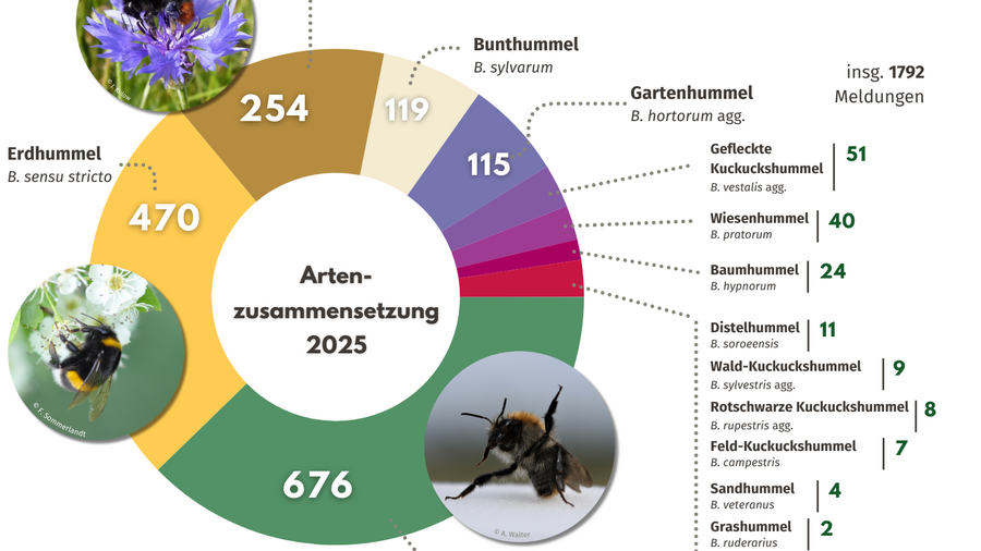 Grafische Darstellung der Hummelfunde