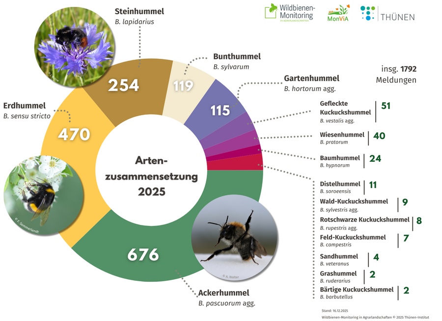 Grafische Darstellung der Hummelfunde
