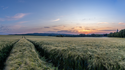 Gerstenfeld mit Fahrgasse bei Sonnenuntergang.