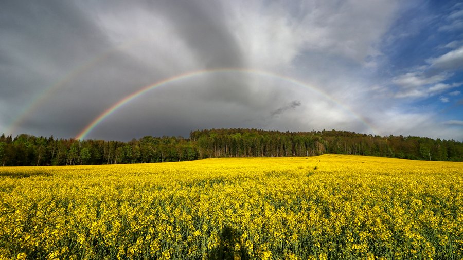 Gelbes Rapsfeld mit Wald im Hintergrund und Regenbogen. 