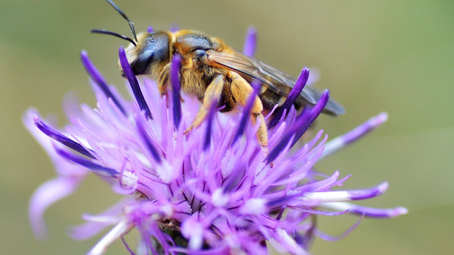 Furchenbiene sitzt auf lila Blüte mit grünem verschwommenen Hintergrund 