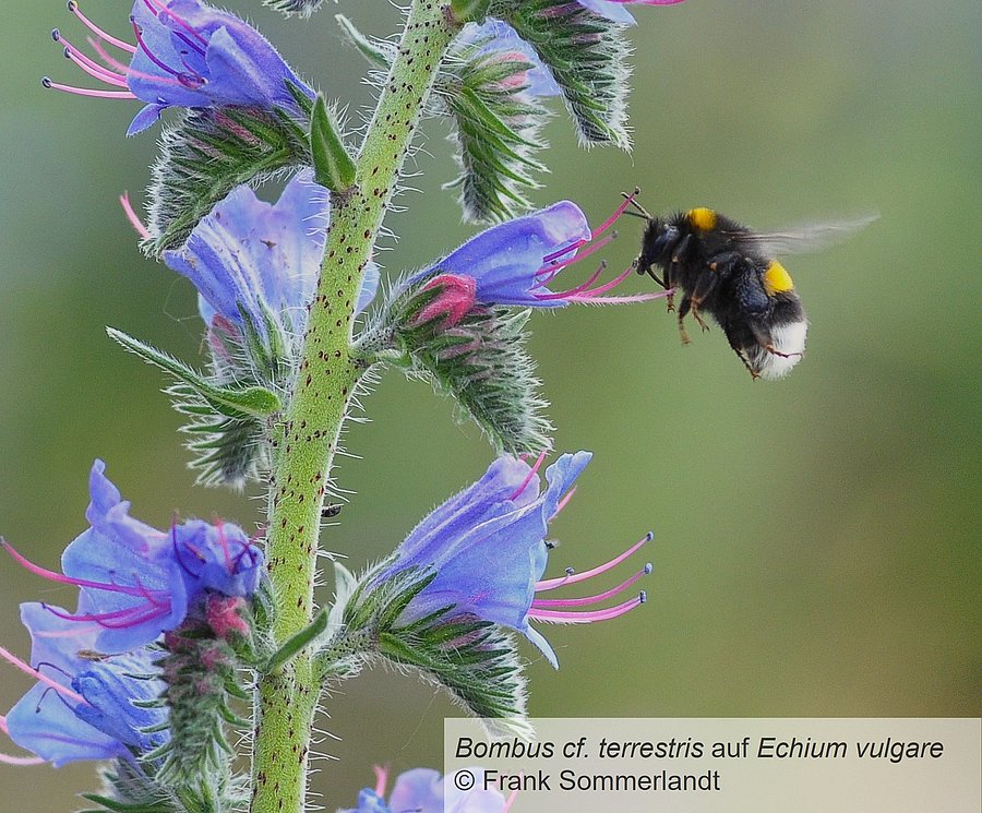 Hummel fliegt auf Natternkopf