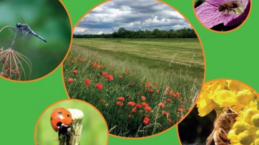 grüner Hintergrund mit Ausschnitten verschiedener Fotos von Agrarlandschaften und Insekten.