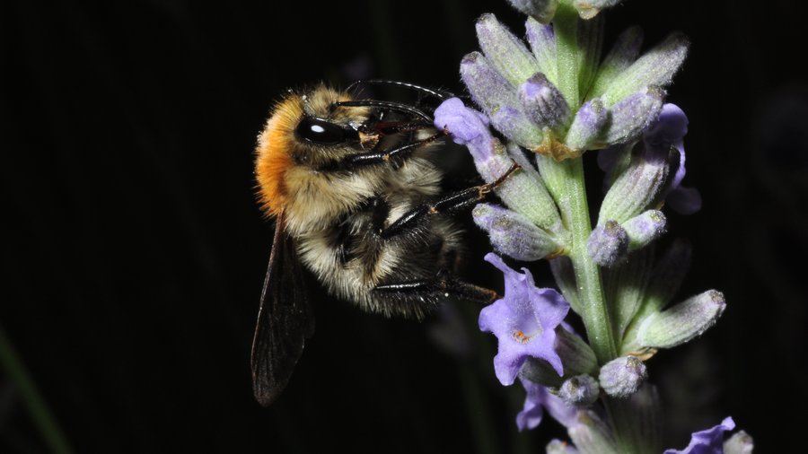 Ackerhummel auf Blüte mit dunklem Hintergrund