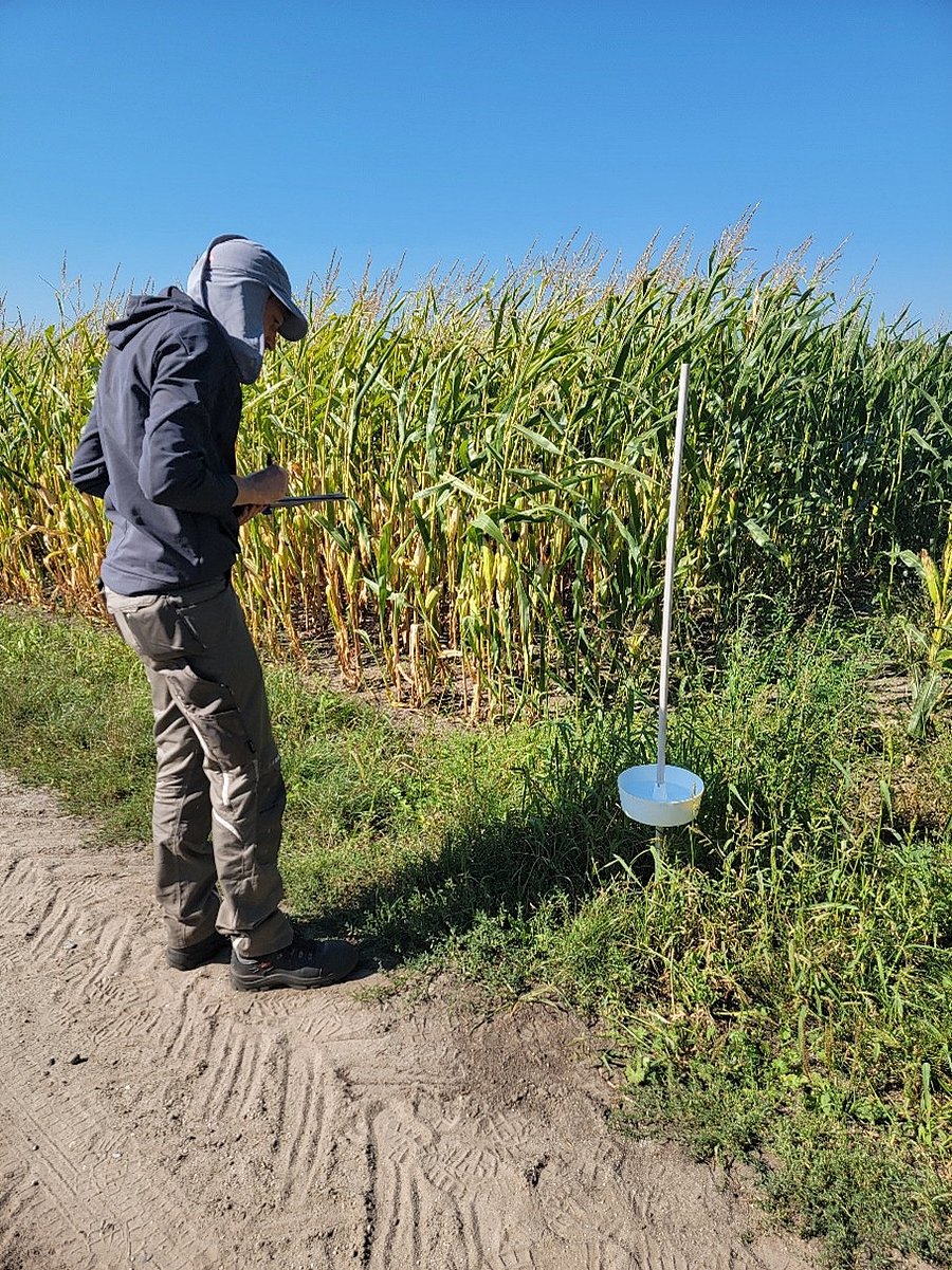 Mensch mit Rücken zum Betrachter vor Farbschale und Maisfeld
