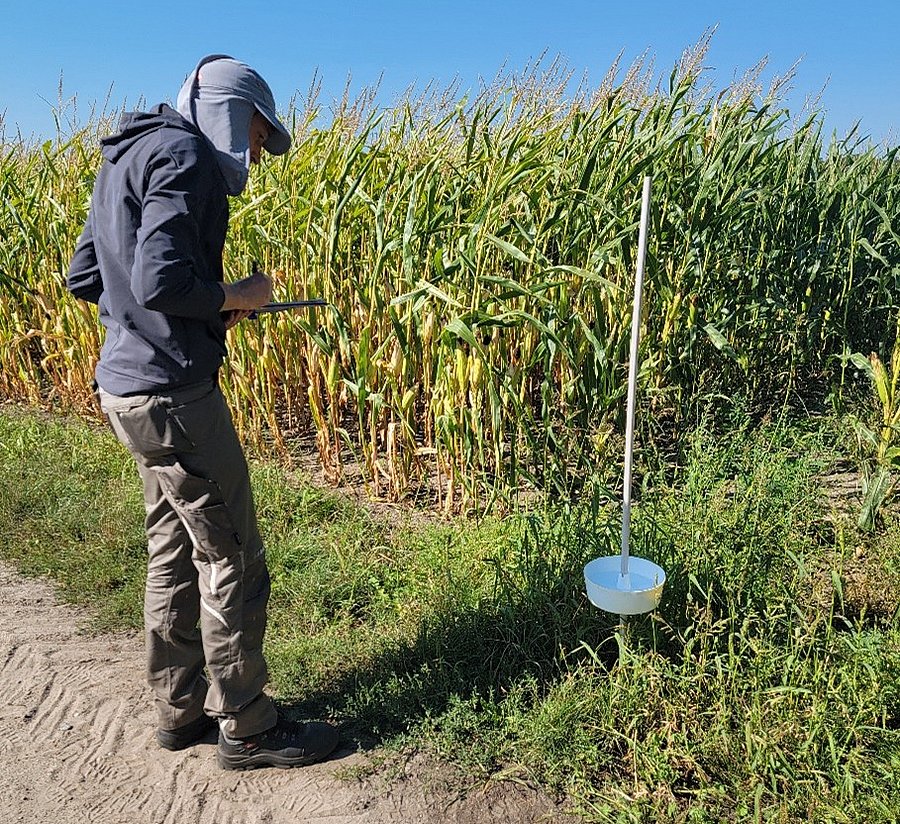Mensch mit Rücken zum Betrachter vor Farbschale und Maisfeld