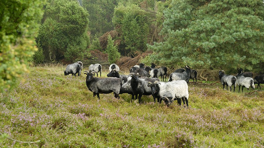 Eine Gruppe von Heidschnucken auf der Wiese