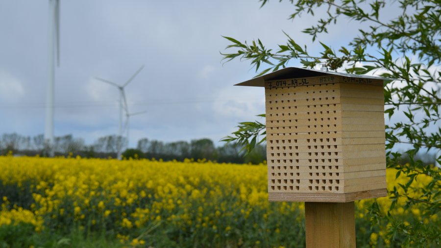 Wildbienen-Nisthilfe in Agrarlandschaft mit Rapsfeld im Hintergrund