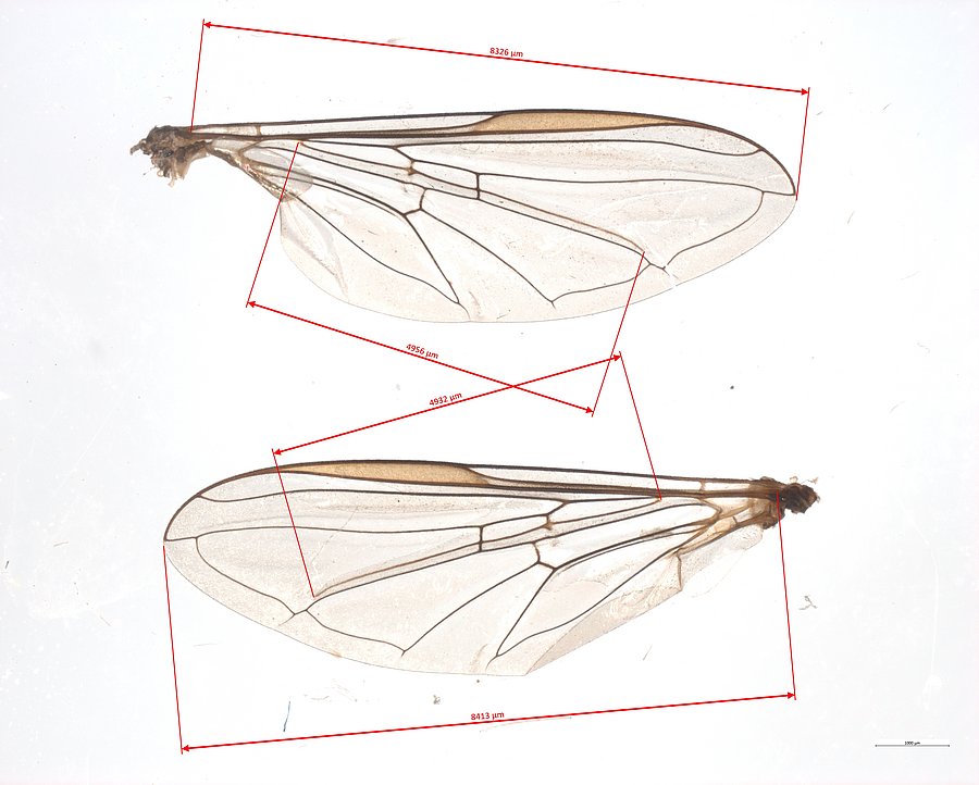 2 Flügel mit Adern von oben fotografiert