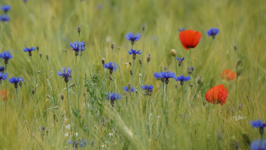 Wiese mit Ackerwildkräutern