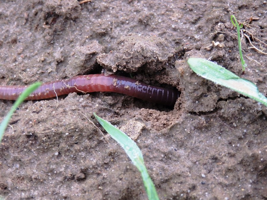 Regenwurm B.hommel