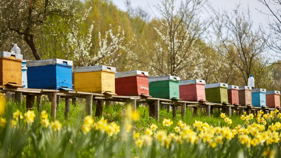 Reihe von bunten Bienenstöcken auf einer Blumenwiese mit Obstbäumen im Hintergrund.