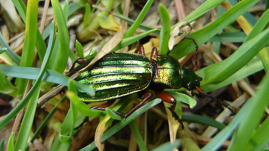 Goldlaufkäfer (Carabus auratus) im Gras.