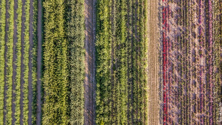 Luftansicht von einem Feld mit verschiedenen Pflanzen