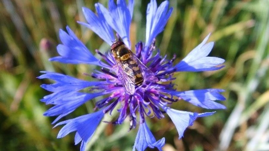 Schwebfliege auf Kornblume