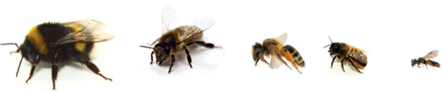 5 verschiedene Wildbienen hintereinander vor weißem Grund