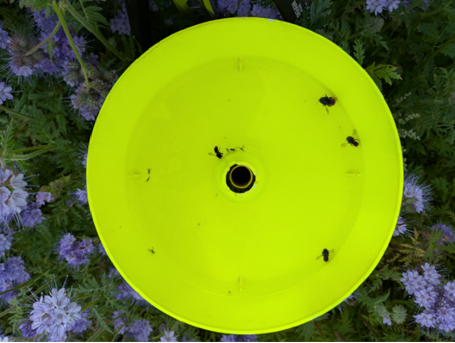 Blick von oben in eine gelbe Farbschale mit mehreren gefangenen Insekten