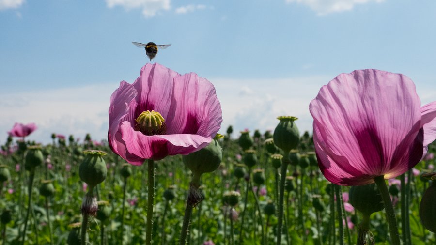 Lila Backmohnblüte mit Hummel.