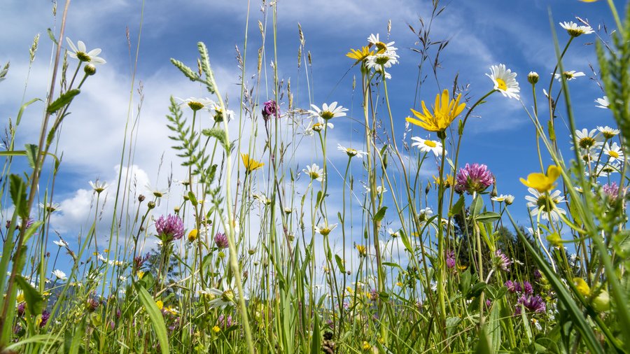 Blumenwiese aus Frosch-Perspektive vor blauem Himmel.