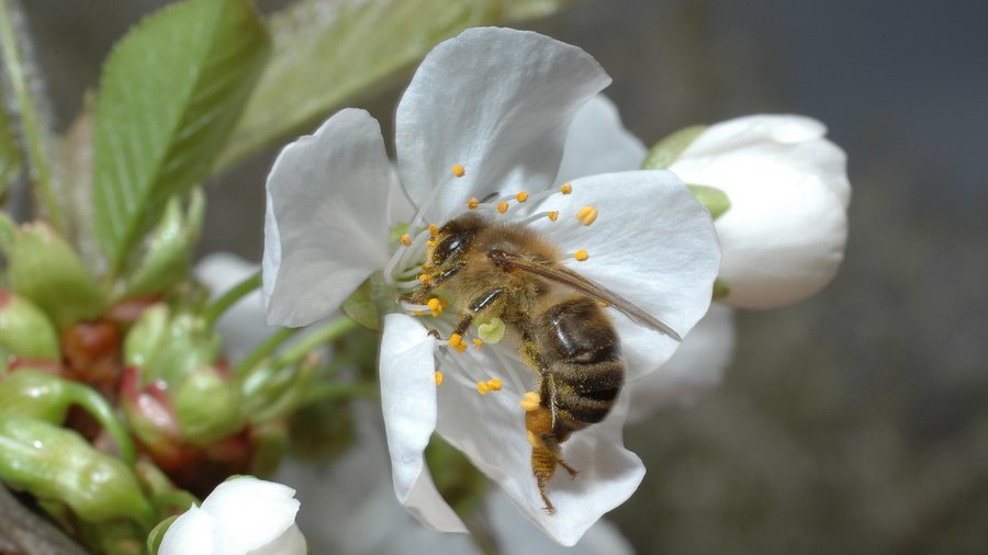 Honigbiene bei der Bestäubung (Quelle: S. Schröder)