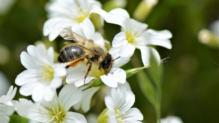 Lara Lindermann_Andrena spec. (Sandbiene)